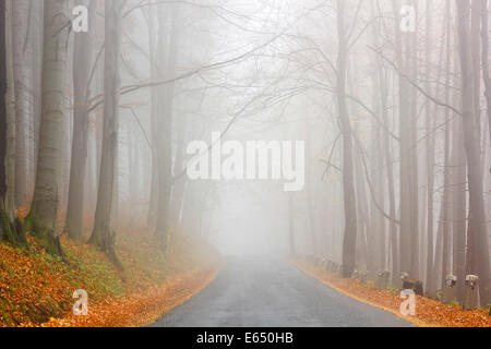 Strada in autunno del bosco di faggio, Jesenik distretto, regione di Olomoucky, Repubblica Ceca Foto Stock