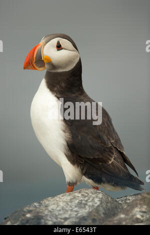 Atlantic Puffin (Fratercula arctica) adulto, allevamento del piumaggio, farne Islands, Northumberland, Inghilterra Foto Stock