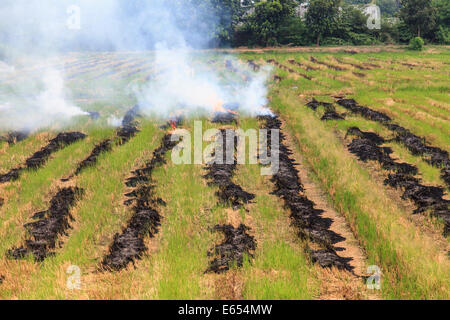 Fuoco di paglia di riso, il modo sbagliato per l'agricoltura in Thailandia Foto Stock