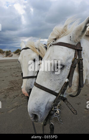 Cavalli Camargue sulla spiaggia, Camargue, Francia, Europa Foto Stock