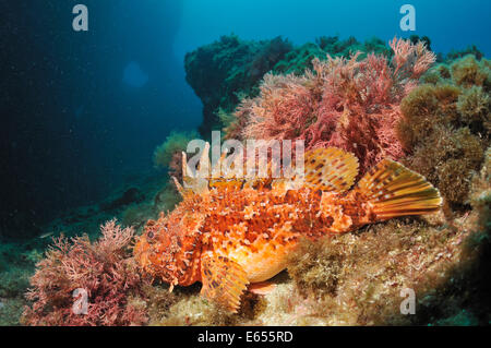 Scorfani (Scorpaena Scrofa) su roccia, Mare mediterraneo, Riou Isola, Marseille, Francia, Europa Foto Stock