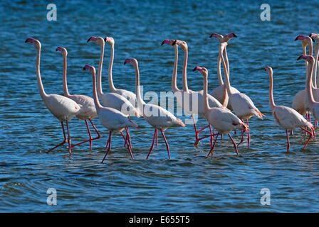 Gregge di maggiore i fenicotteri (Phoenicopterus ruber) durante la stagione di accoppiamento, Berre l'Etang, Provence, Francia Foto Stock