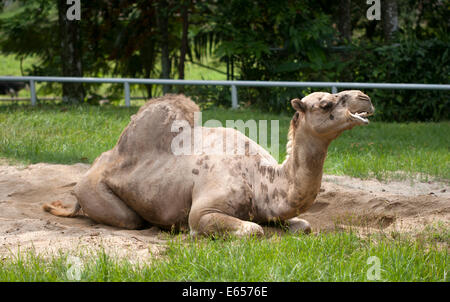 Dromedario un cammello humped Camelus dromedarius Foto Stock