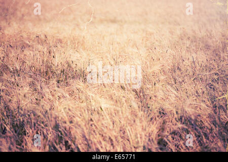 In stile vintage immagine del campo di grano Foto Stock