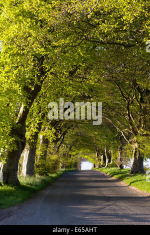 Un viale di faggi sul Howgare Road, vicino a un ampio Chalke nel Wiltshire, Inghilterra. Foto Stock