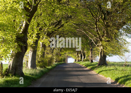 Un viale di faggi sul Howgare Road, vicino a un ampio Chalke nel Wiltshire, Inghilterra. Foto Stock