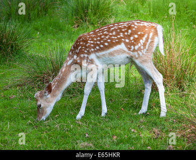 Un Daino doe (Dama Dama) nel parco dei cervi a Dunham Massey Hall Altrincham Greater Manchester Cheshire Foto Stock