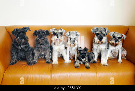 Famiglia di miniatura schnauzer cani seduto su un divano, Bexleyheath, Regno Unito Foto Stock