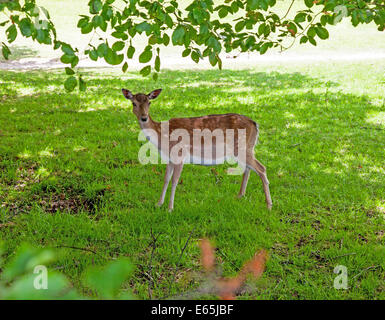 Un Daino doe (Dama Dama) nel parco dei cervi a Dunham Massey Hall Altrincham Greater Manchester Cheshire Foto Stock