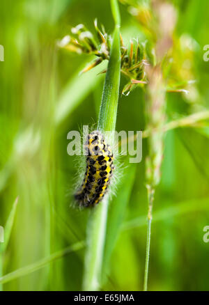 Un bruco di una grande farfalla bianca (Sarcococca brassicae) salendo su un gambo di erba o peduncolo Foto Stock