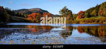 Lily Pad sul Po lunga vasca, Parco Nazionale di Acadia, Maine, Stati Uniti d'America Foto Stock