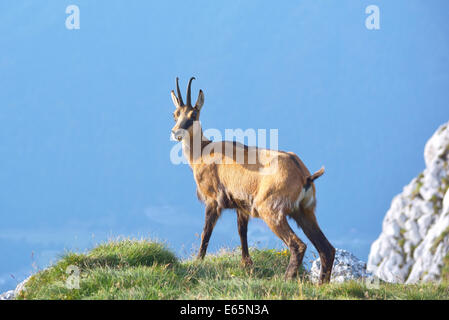 Il camoscio ( Rupicapra rupicapra) Foto Stock