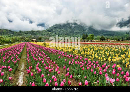 Tulip a monti Zabarwan, Srinagar Foto Stock