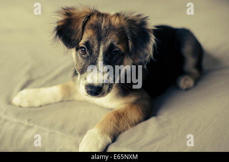 Cucciolo sdraiato sul letto guardando a voi. Foto Stock