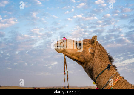 Ritratto di cammello al Sam dune di sabbia Jaisalmer, Rajasthan, India. Foto Stock