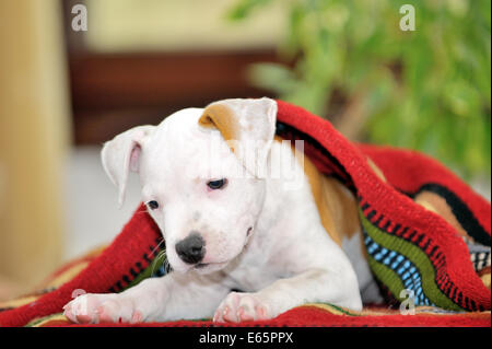 Cucciolo di American Staffordshire Terrier giocando Foto Stock