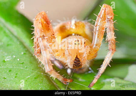 Giardino europeo, ragno Araneus diadematus Foto Stock