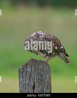 Poco femmina Owl-Athene noctua alimentazione. L'estate. Regno Unito. Foto Stock