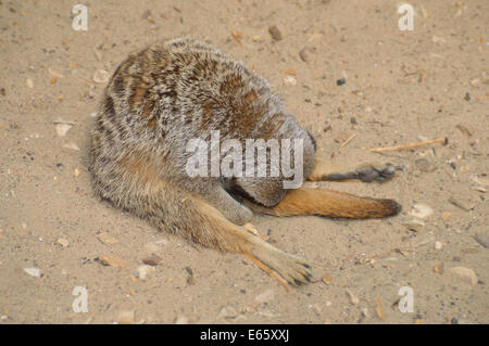 Un sonno Meerkat Foto Stock