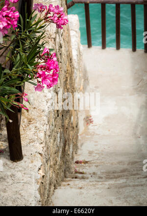 Percorso a piedi attraverso un rigoglioso giardino di fiori rossi in una soleggiata località in Grecia Foto Stock