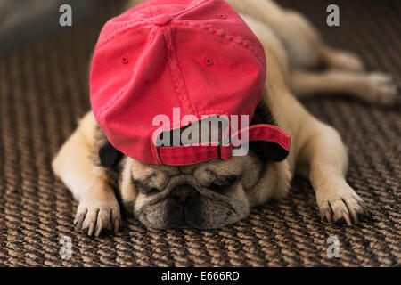 Pug di sonno. Foto Stock