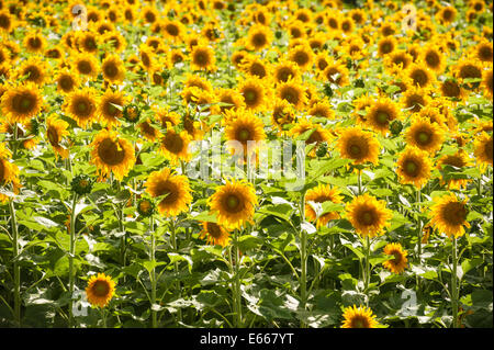 Luminoso e bellissimo campo di girasoli retroilluminati da il sole estivo. Foto Stock