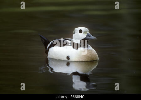 Steller's Eider - Polysticta stelleri - maschio Foto Stock