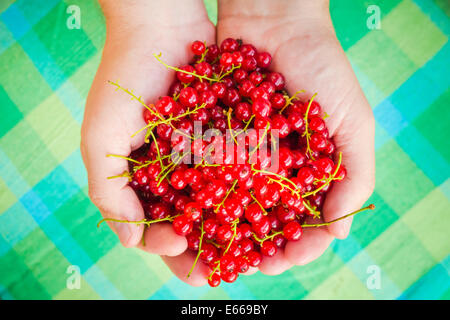 Maschio di mani di ribes rosso frutto di aria fresca Foto Stock