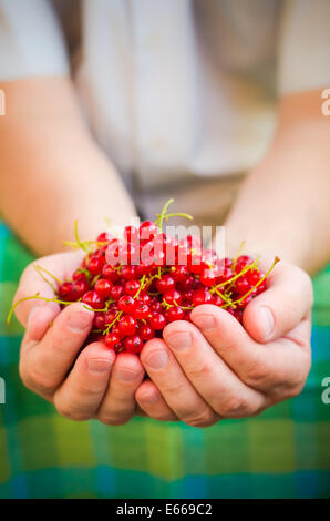 Maschio di mani di ribes rosso frutto di aria fresca Foto Stock