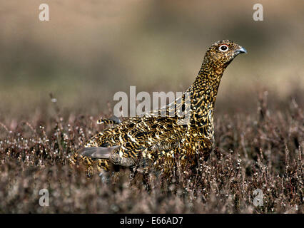 Red Grouse - Lagopus lagopus scoticus Foto Stock