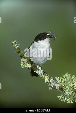 Pied Flycatcher - Ficedula hypoleuca - maschio Foto Stock