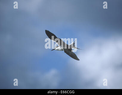 Imbrigliati Tern - Onychoprion anaethetus Foto Stock