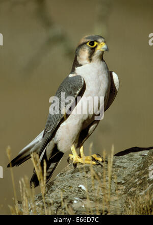 Lanner Falcon - Falco biarmicus Foto Stock