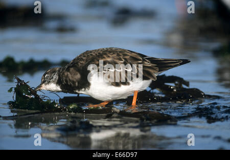 Turnstone - Arenaria interpres Foto Stock