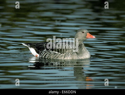 Oca Graylag - Anser anser Foto Stock