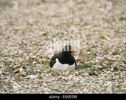 - Oystercatcher Haematopus ostralegus Foto Stock