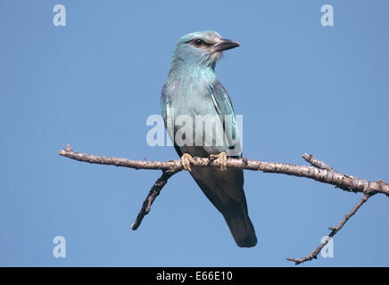 Il rullo - Coracias garrulus Foto Stock