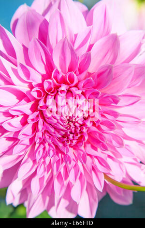 Coloratissimo Fiore Dahlia la mattina con gocce di rugiada Foto Stock