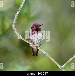 Anna's Hummingbird - Calypte anna Foto Stock