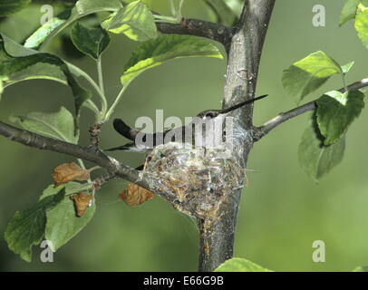 Nero-chinned Hummingbird - Archilochus alexandri Foto Stock