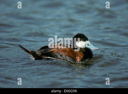 Ruddy Duck - Oxyura jamaicensis Foto Stock