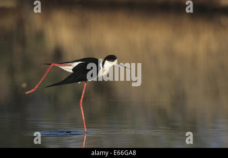 Black-winged Stilt - Himantopus himantopus Foto Stock