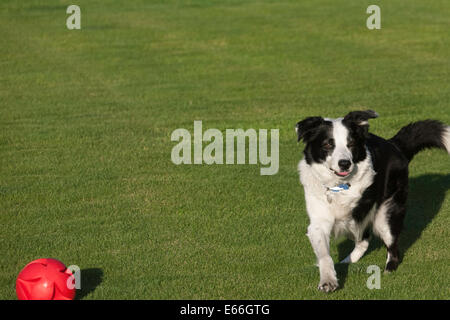 Border Collie cane con palla rossa Foto Stock