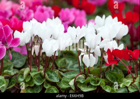 Ciclamino bianco rosa rosso magenta fiori di deriva Foto Stock