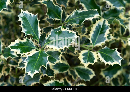 Ilex aquifolium 'Silver queen' holly lascia Foto Stock