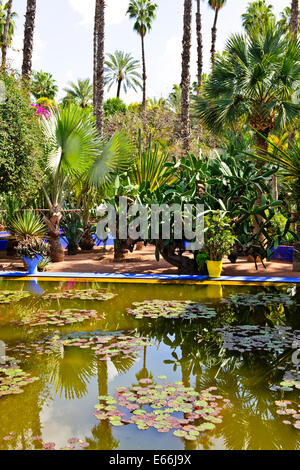 Cactus,giardino costruito da Jacques Majorelle 1923,poi acquistata da Yves Saint-laurent,celebre stilista,bougainvillea,bamboo,Marrakech Foto Stock