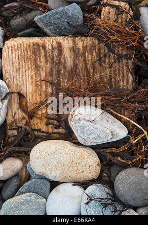 Un pezzo di Driftwood contemplati dal vecchio weathered alghe e ciottoli. Foto Stock