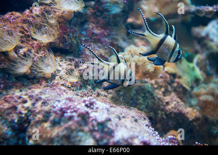 Acquario di acqua salata di pesce - Pterapogon kauderni Foto Stock