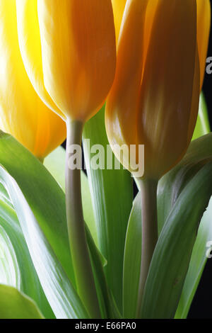 Boccioli di tulipani gialli close up Foto Stock