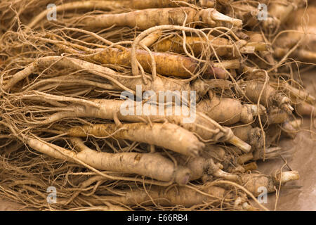 Radici di ginseng closeup Foto Stock